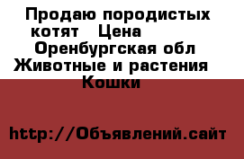 Продаю породистых котят › Цена ­ 1 000 - Оренбургская обл. Животные и растения » Кошки   